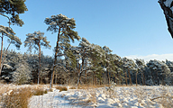 Pine trees in a winterland